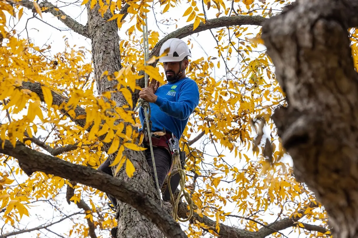 Skilled Tree Planting crew working in Ochelata